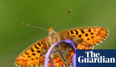 More than half of Britain’s butterfly species in decline, monitoring scheme shows | Butterflies