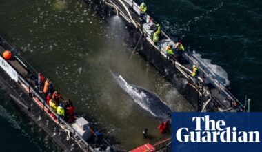 Stranded whale Timmy swims on to barge in German rescue attempt | Whales