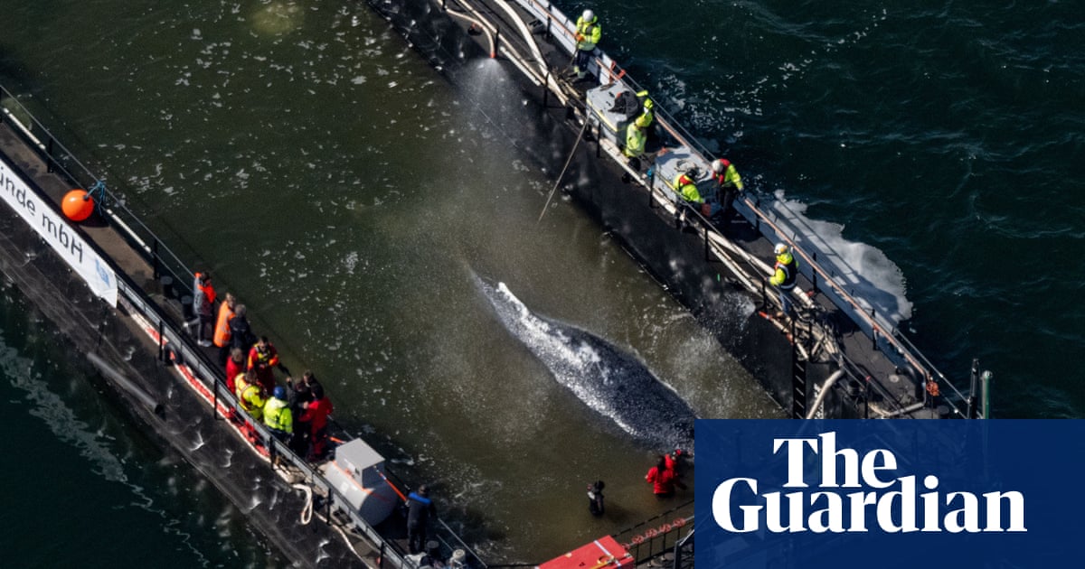 Stranded whale Timmy swims on to barge in German rescue attempt | Whales