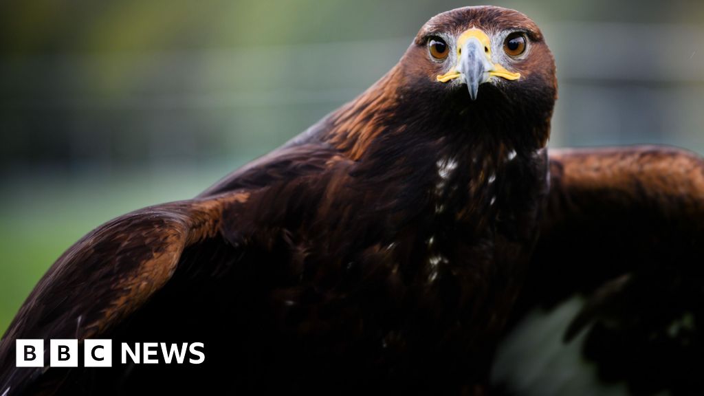Consultation 'vital' before golden eagles return to England - BBC