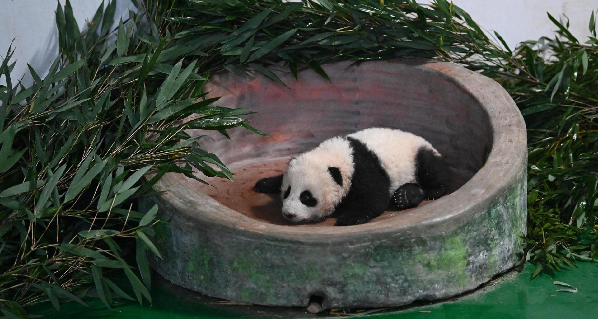 Live: Panda cub "Manlanzai" makes public debut in northwest China