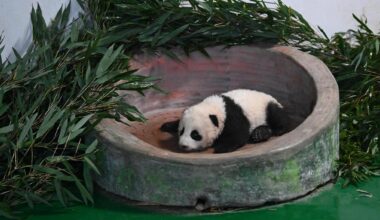 Live: Panda cub "Manlanzai" makes public debut in northwest China