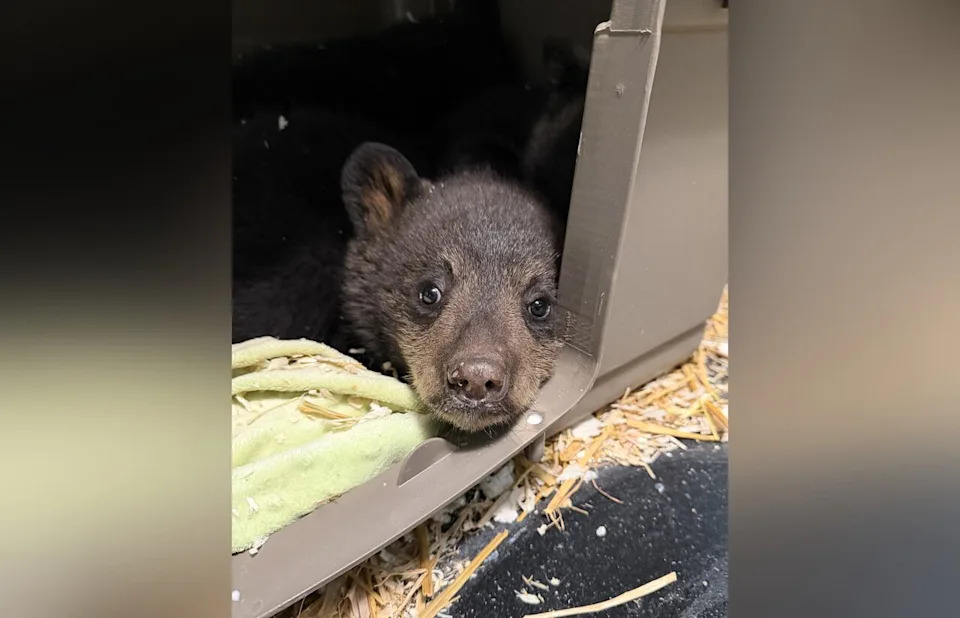 Judy Stearns, president and owner of Black Bear Rescue Manitoba, says three young black bear cubs are "distressed and traumatized" after their mother was shot and killed near their den earlier this week. 