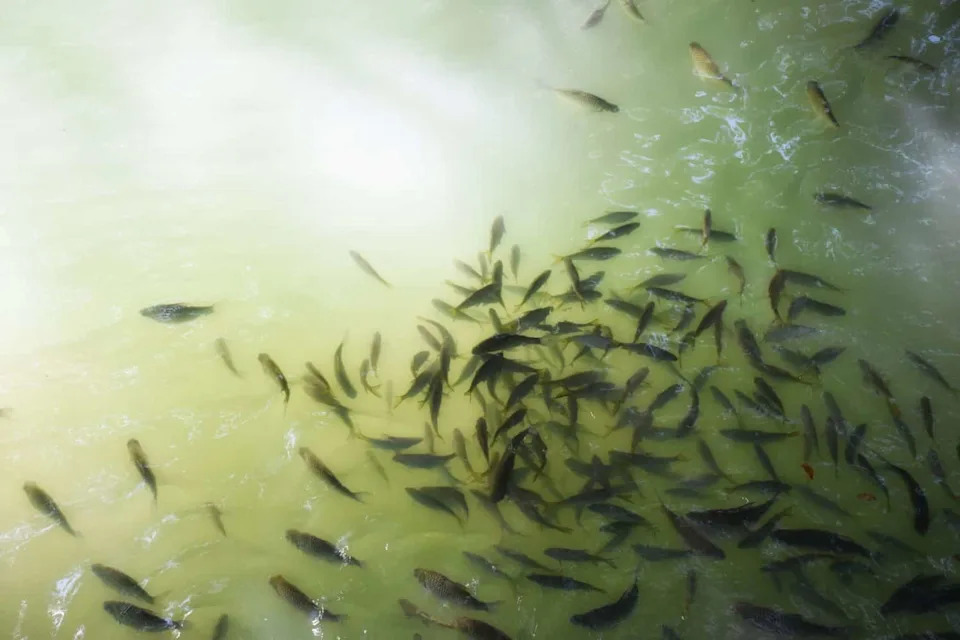 Top view of fishes swimming in the water at waterfall. 