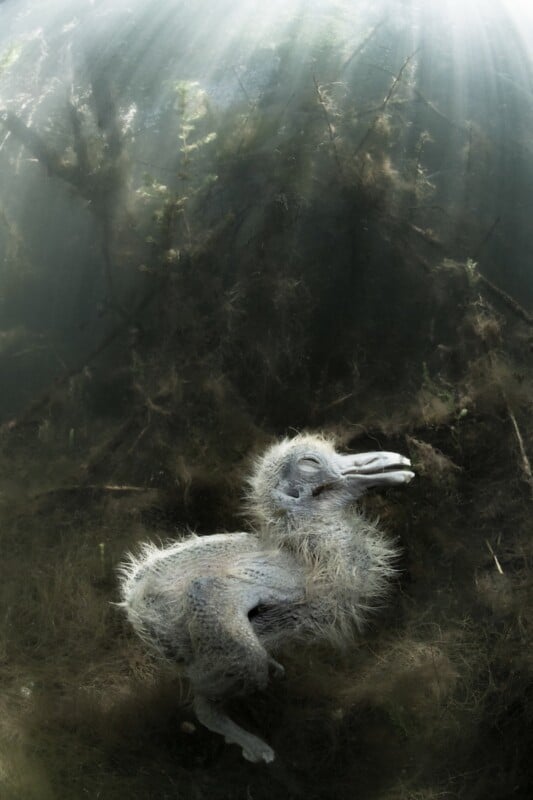A fluffy gray bird chick lies on the ground underwater with sunlight streaming down, surrounded by aquatic plants and roots.