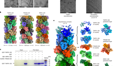 Electric dipole moment drives the dynamics of the TNFR1 complex I signalosome