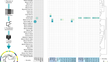 Heart-nosed bat alphacoronaviruses use human CEACAM6 to enter cells