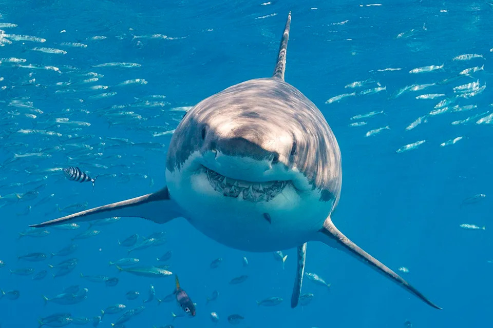 Head-on image of a great white shark swimming in blue water surrounded by fishCredit: Mark Chivers/Getty
