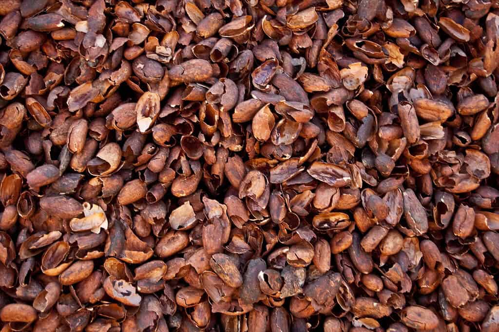 Close up of a pile of empty cocoa bean shells. 