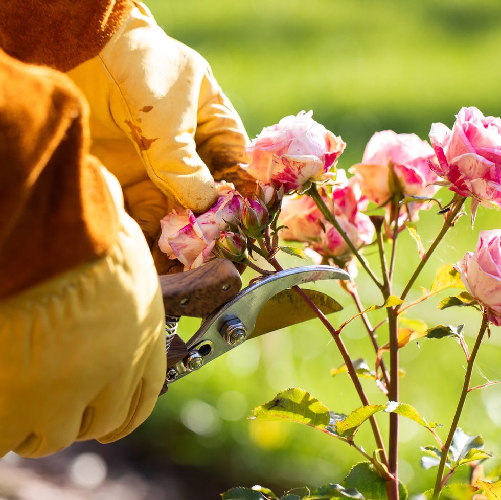 The £35 secateurs that changed how I prune pruning roses for spring
