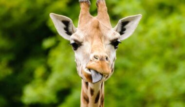 Giraffe Sticks Out Her Tongue To Catch the Rain Just Like a Child