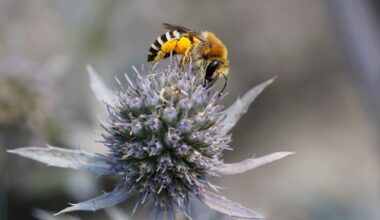 One third of Ireland’s wild bee species could go extinct by 2030. You can help by taking a photograph – The Irish Times