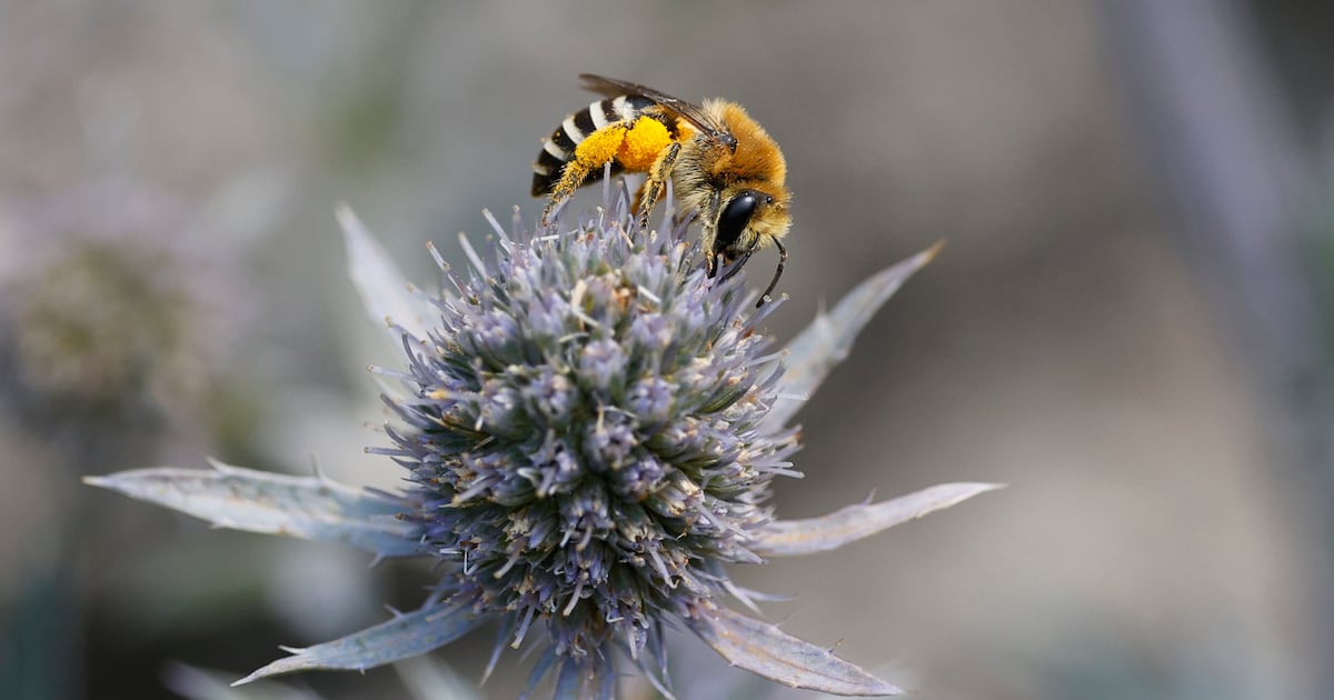 One third of Ireland’s wild bee species could go extinct by 2030. You can help by taking a photograph – The Irish Times