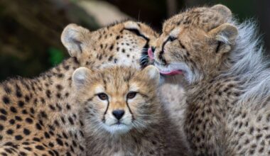 Cork's Fota presents newly-named cheetah cubs Nuru and Nia