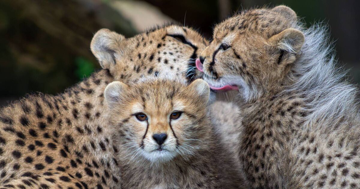 Cork's Fota presents newly-named cheetah cubs Nuru and Nia