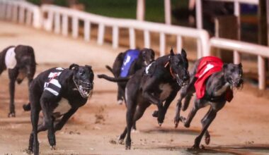 Tim Lucey 'did not state that any number of deaths was acceptable', says Greyhound Racing Ireland