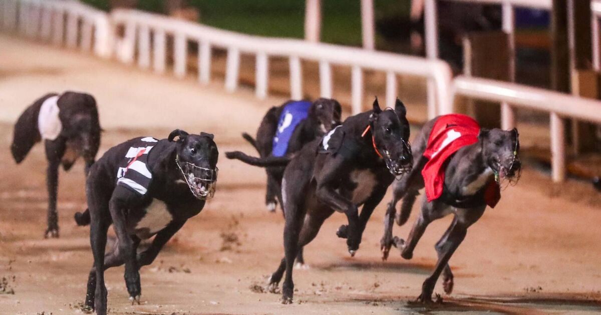 Tim Lucey 'did not state that any number of deaths was acceptable', says Greyhound Racing Ireland