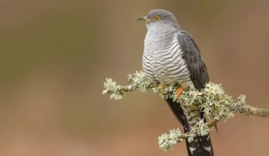Cuckoo among signs of the advancing summer