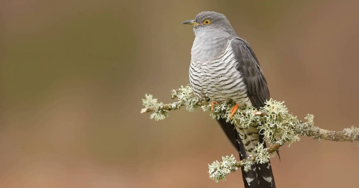 Cuckoo among signs of the advancing summer