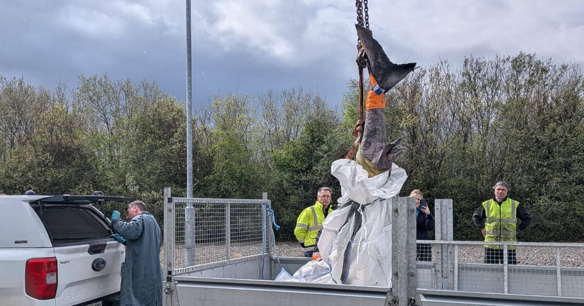 Greenland Shark Picture: National Museum of Ireland via Facebook