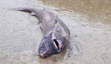 Rare Greenland shark found on Sligo coast taken in by National Museum
