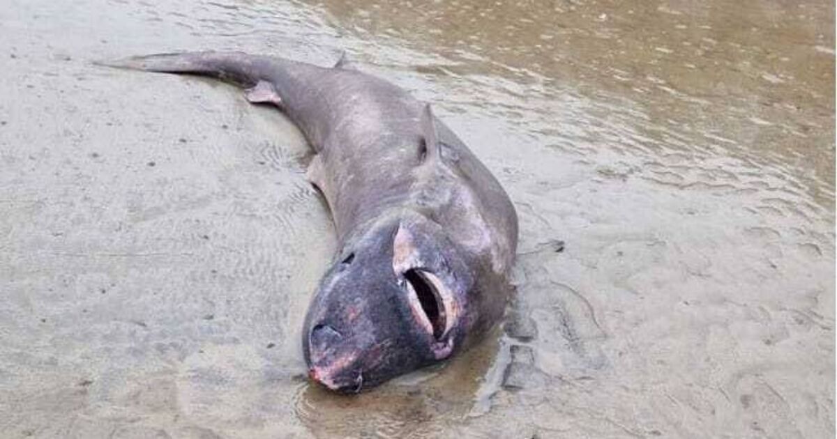 Rare Greenland shark found on Sligo coast taken in by National Museum