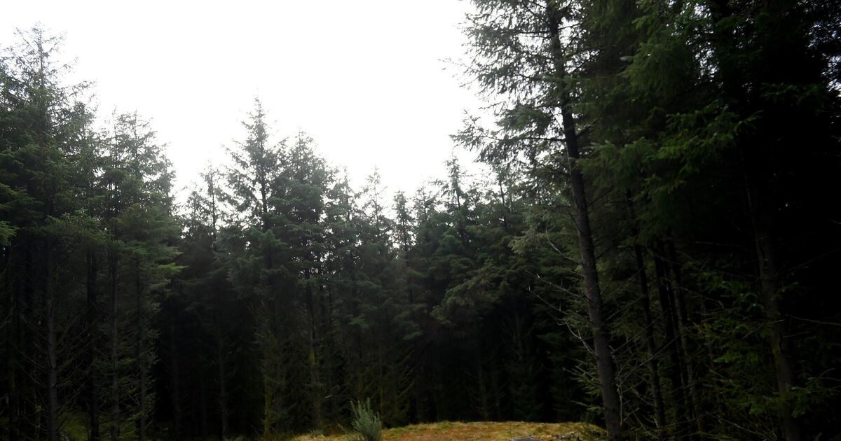 Department has no control over school book about tree that doesn't sustain Ireland's ecology