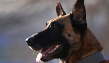 Garda bitten on face by Belgian Malinois while searching for drug dealer