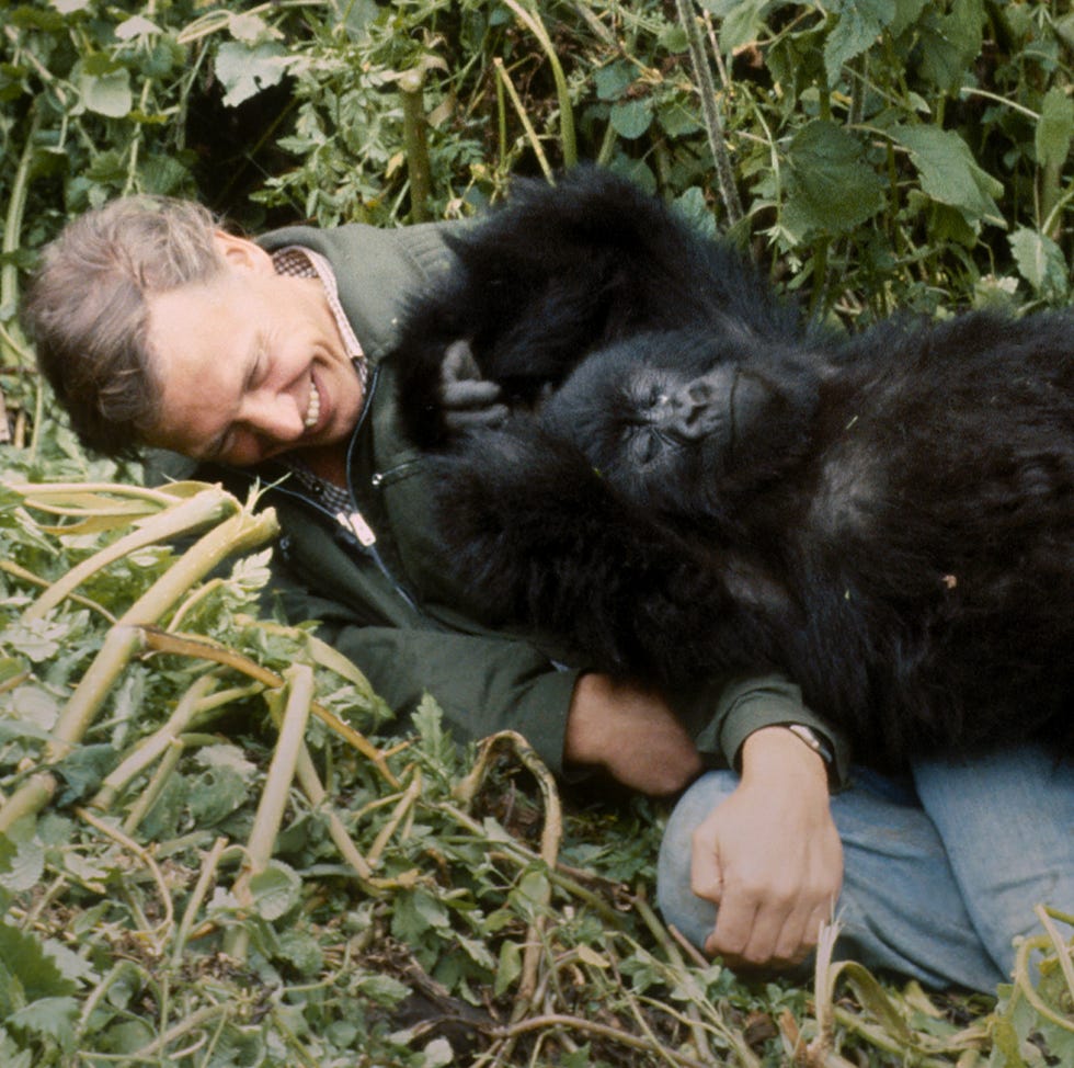 a gorilla story: told by david attenborough. cr. john sparks / nature picture library