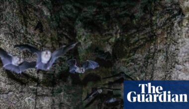 ‘Guano is far more than just droppings’: scientists uncover the secrets of bat poo in Gorongosa park | Conservation and indigenous people