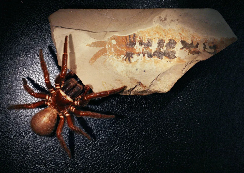 a modern day spider next to the Megachelicerax cousteaui fossil.