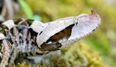 Slow Motion Reveals What Is Invisible to the Naked Eye: Gaboon Viper’s Strike