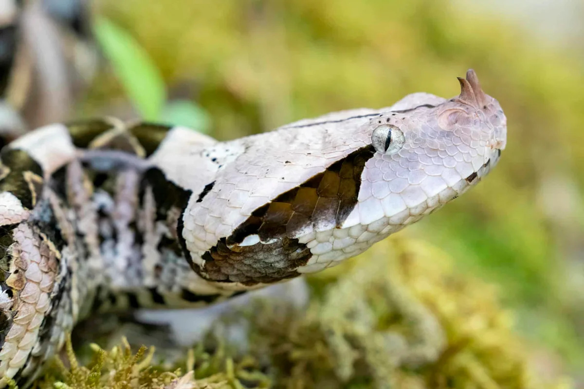 Slow Motion Reveals What Is Invisible to the Naked Eye: Gaboon Viper’s Strike