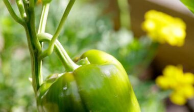 Peppers cross-pollinate, and more garden tips from Dan Gill | Home/Garden