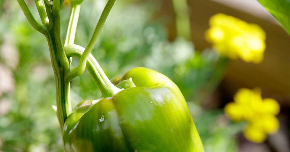 Peppers cross-pollinate, and more garden tips from Dan Gill | Home/Garden