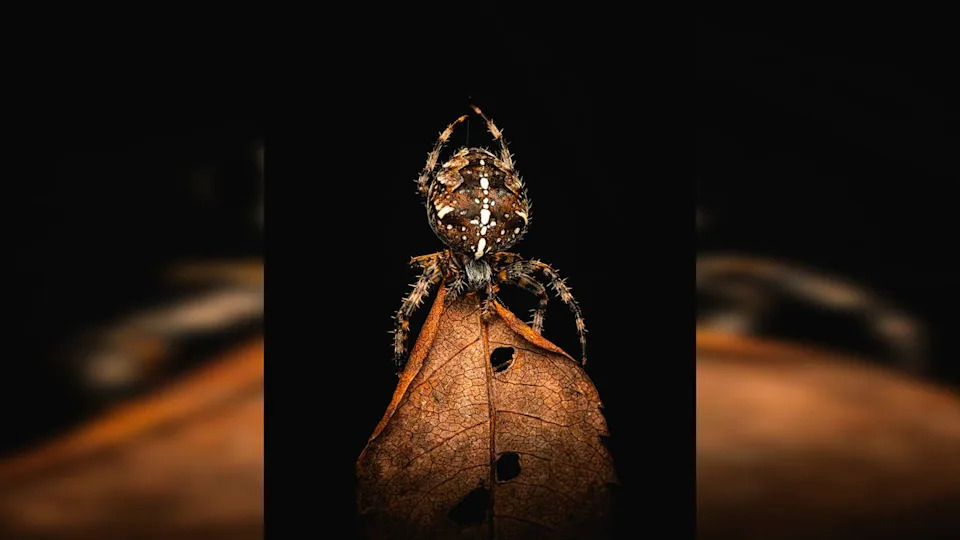  A brown spider with white spots sits atop a dry, veined leaf against a black background. 