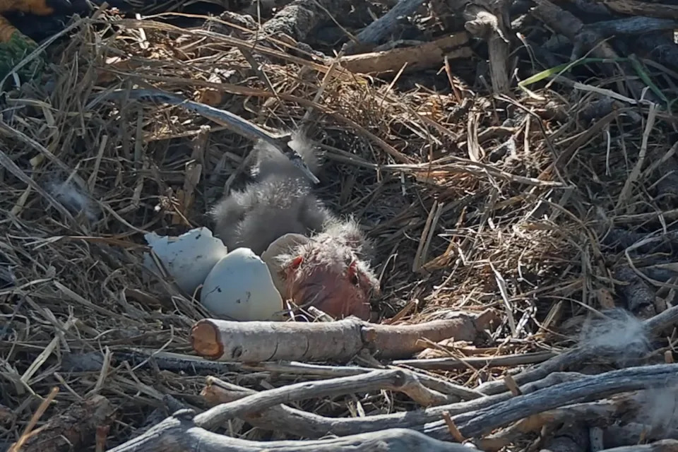 The babies can take anywhere from 24 to 48 hours to fully exit their eggs (Friends of Big Bear Valley and Big Bear Eagle Nest Cam/Facebook)