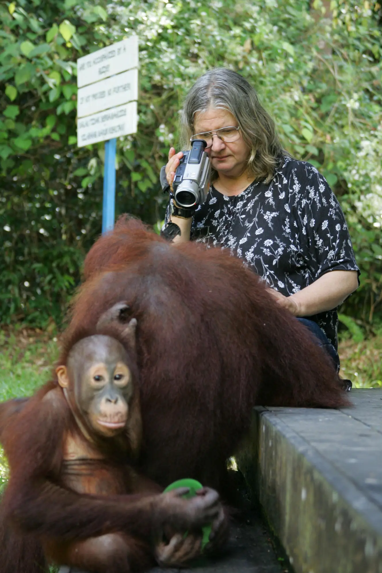 Dr. Birute Galdikas films an orangutan and its baby at Tanjung Puting Orangutan Rehabilitation Centre in Kalimantan, Indonesia.