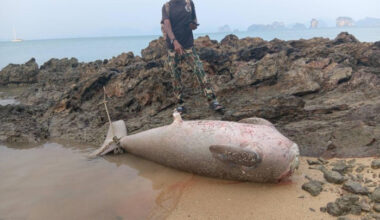 Bangkok Post - Beheaded dugong carcass sparks probe