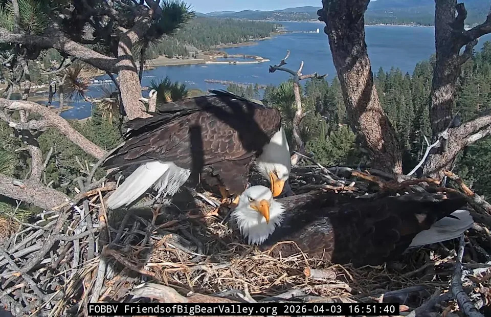 Jackie and Shadow in their nest, as seen through the Friends of Big Bear Valley webcam.