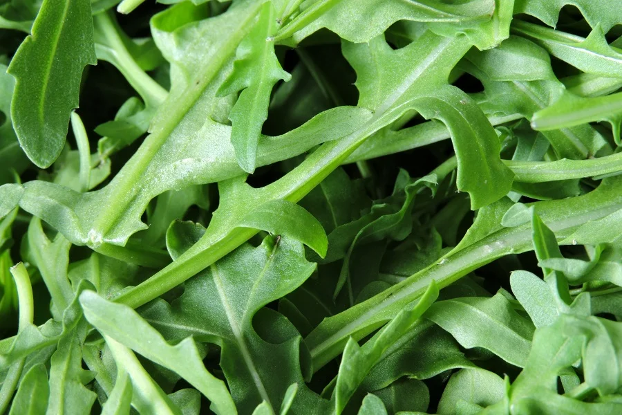 Nutrition Insight logo