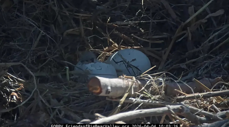 The head of an eaglet is seen having emerged from one of the eggs being protected on April 4, 2026, by famous bald eagles Jackie and Shadow in California.