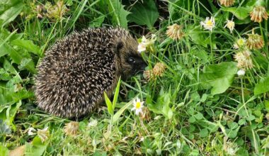 Backyard battle to save hedgehogs is critical as numbers decline – The Irish Times