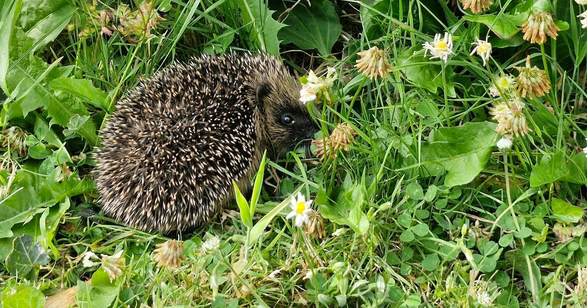 Backyard battle to save hedgehogs is critical as numbers decline – The Irish Times