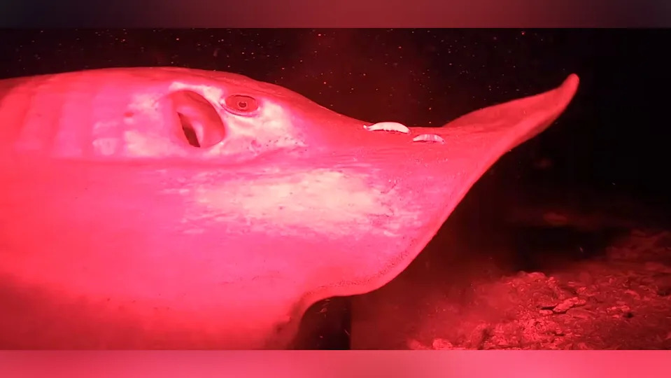 A sea creature swims in the dark depths of the ocean. 
