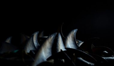 An extreme close-up photograph of a pile of dried shark fins, their rough texture and intricate patterns dramatically illuminated by a harsh, direct camera flash against a pitch-black background, conceptually illustrating the serious nature of this wildlife crime investigation.