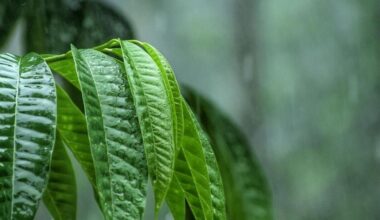 MIT study finds plants can hear rain, and it makes them grow faster | National