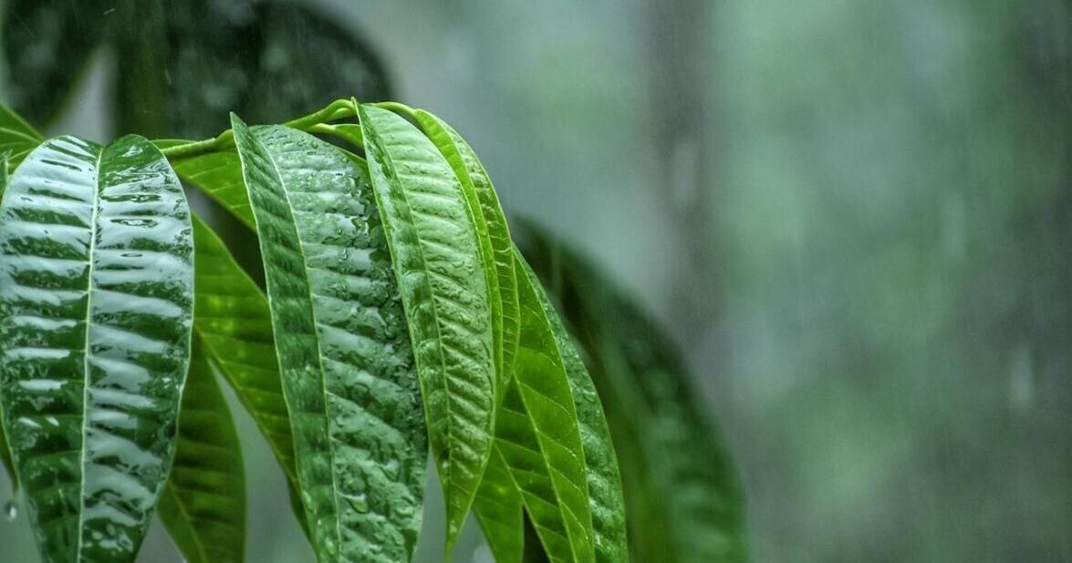 MIT study finds plants can hear rain, and it makes them grow faster | National