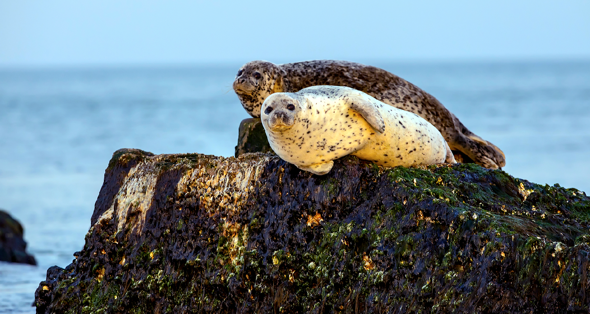 Live: Exploring Changdao, a rest stop for spotted seals