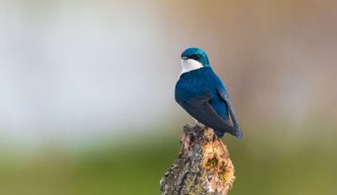 This is going to sound strange, but wildlife photography isn’t about the photos for me